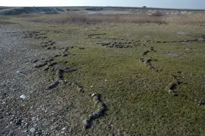 Mole Prints: Mole Love Runs, shallow tunnels pushed up above the surface as moles quickly expand their territory seeking mates