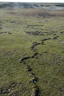 Mole Love Runs, shallow tunnels pushed up above the surface as moles quickly expand their territory seeking mates in the early spring. This is seen especially where the soil is not deep or the water table is high