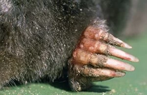 Insectivores Gallery: Mole - front paw