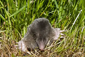 Underground Prints: Mole - Single adult emerging into the open, Wiltshire, England, UK