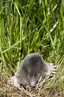 Images Dated 26th May 2009: Mole - Single adult emerging into the open