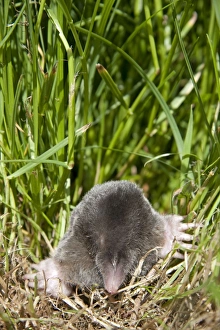 Images Dated 26th May 2009: Mole - Single adult emerging into the open
