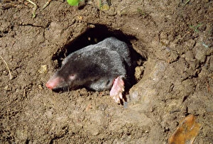 Images Dated 23rd July 2007: Mole - in underground hole