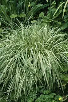 Variegated Prints: Molinia Grass ROG 5717 Molinia caerulea variegata © Bob Gibbons / ARDEA LONDON