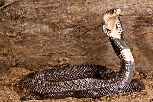 Monacled Cobra, Naja naja kaouthia, Native