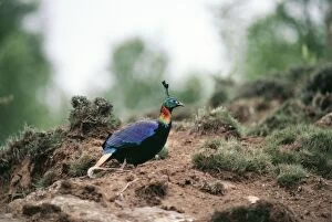 Images Dated 28th October 2004: Monal Pheasant Everest National Park, Nepal