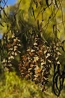 Migrant Prints: Monarch butterflies - Flock overwintering in trees - south California - USA