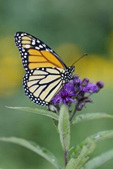 Butterflies Collection: Monarch Butterfly