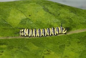 Images Dated 28th August 2003: Monarch Butterfly Caterpillar