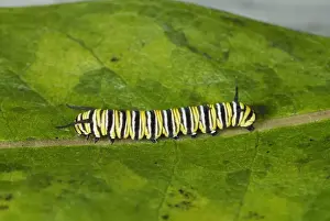 Monarchs Prints: Monarch Butterfly Caterpillar