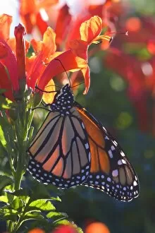 Images Dated 20th March 2008: Monarch Butterfly clings to a red-flowered plant basking in the sun to warm up in early morning