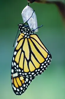 Emerging Prints: Monarch Butterfly - emerging