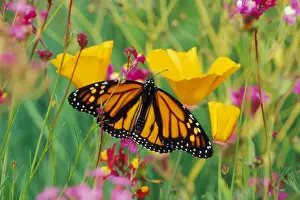 Monarchs Prints: Monarch butterfly - on flower. Px282