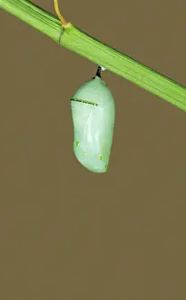 Chrysalis Prints: Monarch Butterfly - Hatching sequence 2 of 6