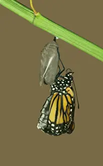 Chrysalis Prints: Monarch Butterfly - Hatching sequence 5 of 6