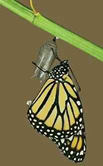 Emerging Prints: Monarch Butterfly - Hatching sequence 6 of 6