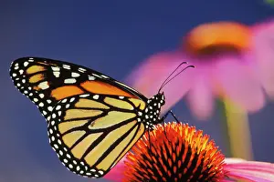 Orange Prints: Monarch Butterfly - on purple coneflower. U. S. A. Summer. px240