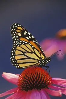 Monarchs Prints: Monarch Butterfly - on purple coneflower. U. S. A. Summer. px306