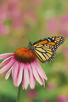 Monarchs Prints: Monarch butterfly - on purple coneflower. Px232