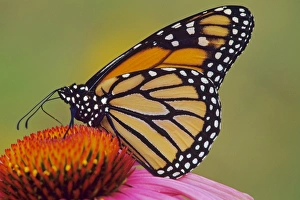 Images Dated 5th December 2005: Monarch butterfly - on purple coneflower. Px262