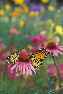 Color Collection: Monarch butterfly - on purple coneflower. Px277