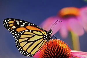 Color Collection: Monarch Butterfly - on purple coneflower. U.S.A. Summer. px240