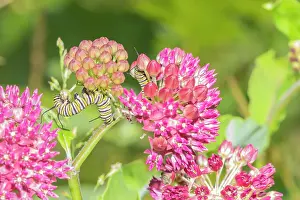 Monarch Prints: Monarch caterpillar on purple milkweed Date: 11-06-2021