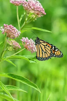 Monarch Prints: Monarch (Danaus plexippus) on Swamp Milkweed (Asclepias incarnata) Marion County