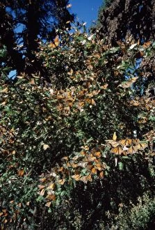 Images Dated 25th October 2010: Monarch / Wanderer / Milkweed Butterfly - wintering. Michoacan, Mexcio