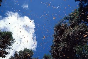 Images Dated 25th October 2010: Monarch / Wanderer / Milkweed Butterfly - wintering. Mexico