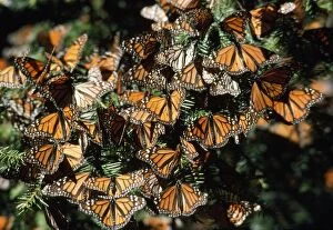Images Dated 25th October 2010: Monarch / Wanderer / Milkweed Butterfly - wintering Michoacan, Mexico