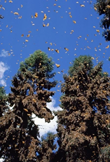 Images Dated 25th October 2010: Monarch / Wanderer / Milkweed Butterfly - wintering