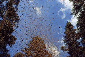 Images Dated 25th October 2010: Monarch / Wanderer / Milkweed Butterfly - wintering. Mexico