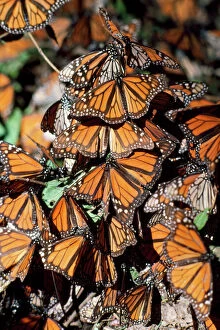 Central America Collection: Monarch / Wanderer / Milkweed Butterfly