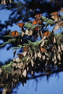 Images Dated 25th October 2010: Monarch / Wanderer / Milkweed Butterfly - wintering