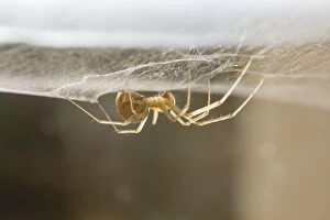 Images Dated 20th October 2010: Money Spider - on web on pane of glass - UK