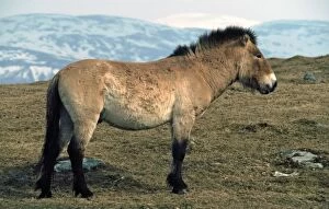 Mongolian Wild / Przewalskis Horse in winter coat