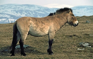 Przewalskis wild horse