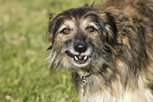 Images Dated 23rd December 2005: Mongrel Dog