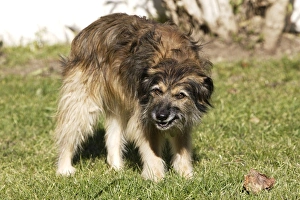 Images Dated 23rd December 2005: Mongrel Dog