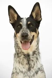 Mongrel Dog