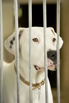 Mongrels Prints: Mongrel Dog - behind bars