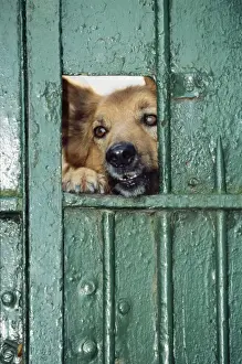 Guard Dogs Prints: Mongrel Dog - looking through gate, guarding