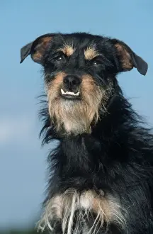Scruffy Prints: Mongrel Dog - with over-bite
