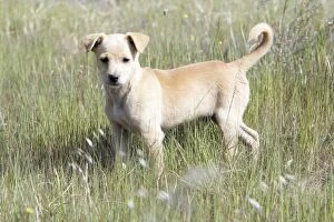 Images Dated 3rd April 2009: Mongrel Dog - puppy, region of Alentejo, Portugal