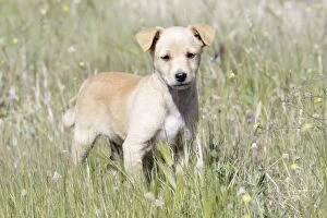 Images Dated 3rd April 2009: Mongrel Dog - puppy, region of Alentejo, Portugal