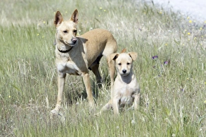 Images Dated 3rd April 2009: Mongrel Dogs - puppy with bitch, region of Alentejo, Portugal