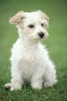 Scruffy Prints: Mongrel Jack Russell Dog Sitting on grass