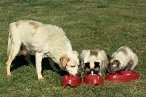 Mongrel Prints: Mongrel old dog eating together with cats in garden