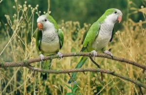 Images Dated 15th July 2005: Monk Parakeet